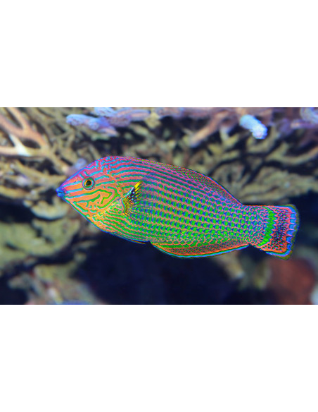 HALICHOERES MELANURUS MALE | Récif Alpes