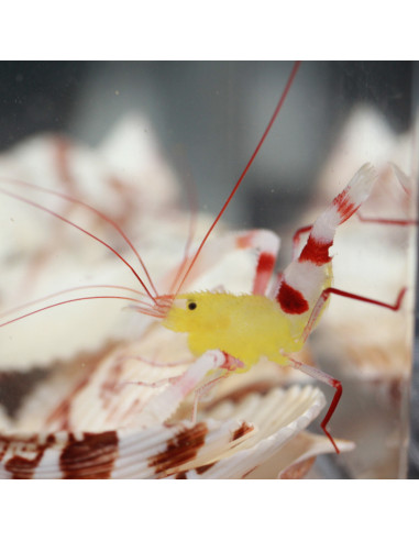 stenopus zanzibaricus | Récif Alpes