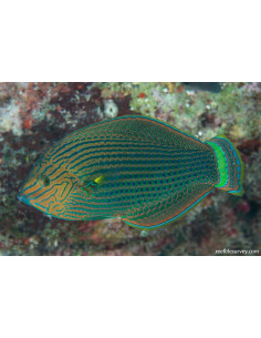 copia de HALICHOERES MELANURUS MALE