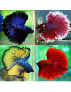 copia de copia de copia de BETTA SPLENDENS MALE CROWNTAIL 11