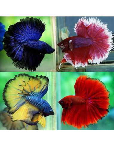 copia de copia de copia de BETTA SPLENDENS MALE CROWNTAIL 11