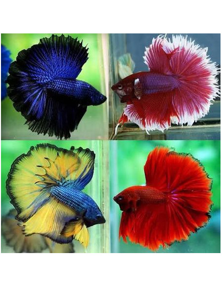 BETTA SPLENDENS mâle halfmoon selection