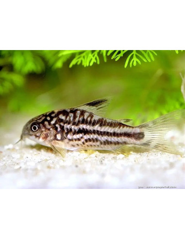 CORYDORAS ELEGANS xxl