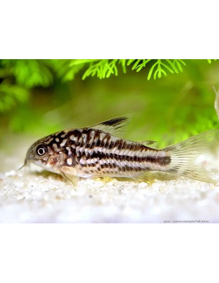 CORYDORAS ELEGANS xxl