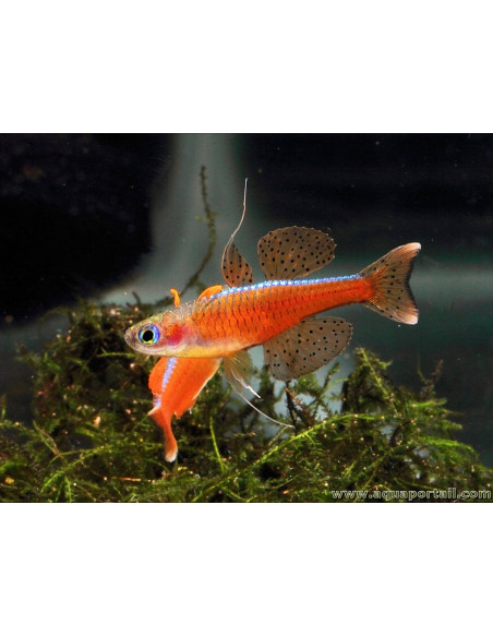 Pseudomugil luminatus