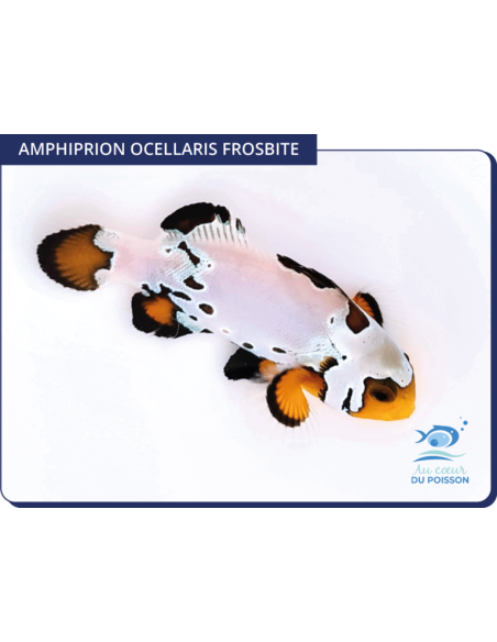 AMPHIPRION OCELLARIS WYOMING WHITE | Récif Alpes