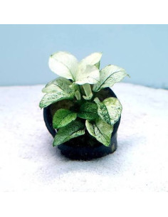 copia de ANUBIAS SPP