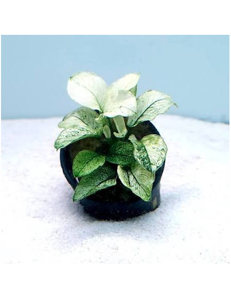 ANUBIAS SPP | Récif Alpes