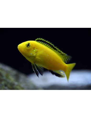 LABIDOCHROMIS CAERULEUS YELLOW