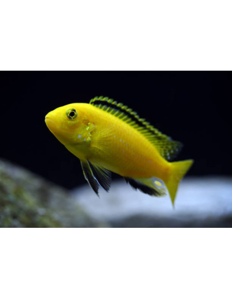 LABIDOCHROMIS CAERULEUS YELLOW