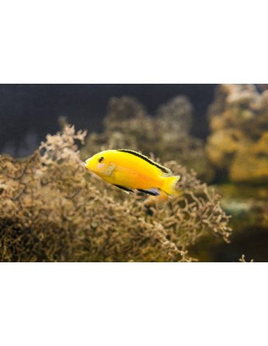 LABIDOCHROMIS CAERULEUS YELLOW