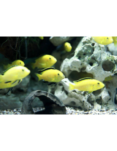 LABIDOCHROMIS CAERULEUS YELLOW