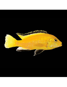 LABIDOCHROMIS CAERULEUS YELLOW