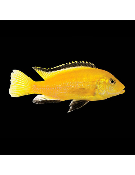 LABIDOCHROMIS CAERULEUS YELLOW
