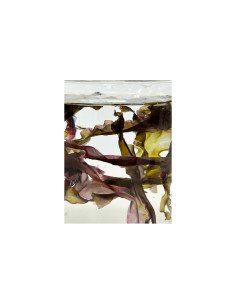 copia de copia de Aquarium Systems Reef Shots Vitamins - 24 x 20ml 2