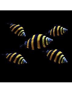 Engina mendicaria – Escargot abeille