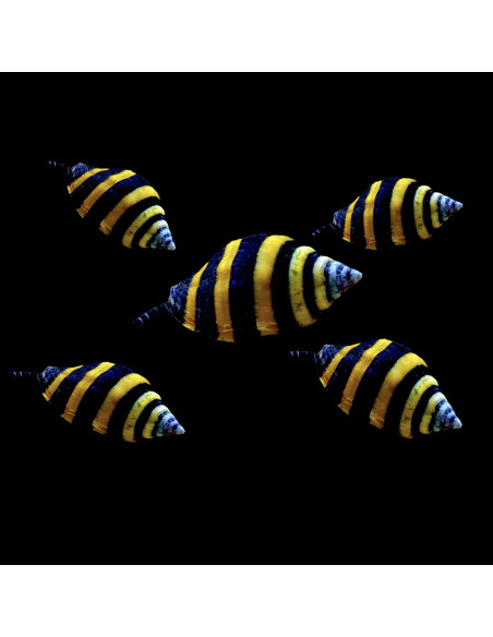 Engina mendicaria – Escargot abeille