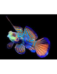 copia de copia de SYNCHIROPUS SYCORAX