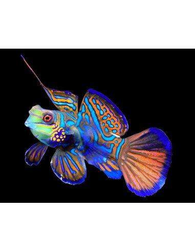 copia de copia de SYNCHIROPUS SYCORAX
