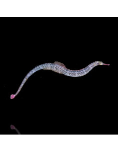 CORYTHOICHTHYS  INTESTINALIS | Récif Alpes