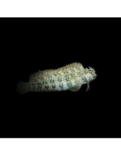 SALARIAS FASCIATUS