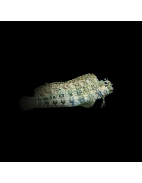 SALARIAS FASCIATUS | Récif Alpes