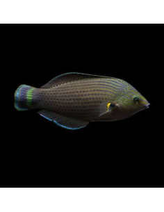 HALICHOERES MELANURUS MALE | Récif Alpes