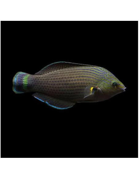 HALICHOERES MELANURUS MALE | Récif Alpes