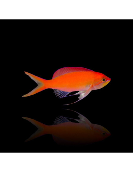 Mirolabrichthys Dispar