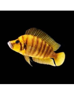 ALTOLAMPROLOGUS CALVUS YELLOW | Récif Alpes
