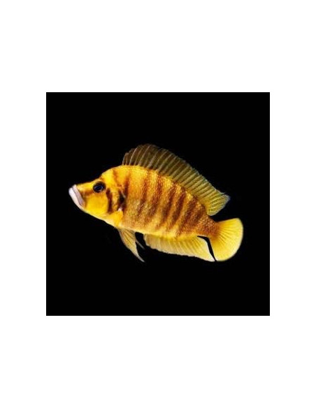 ALTOLAMPROLOGUS CALVUS YELLOW | Récif Alpes