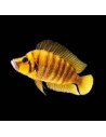 ALTOLAMPROLOGUS CALVUS YELLOW | Récif Alpes