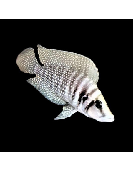 ALTOLAMPROLOGUS CALVUS YELLOW | Récif Alpes