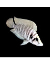 ALTOLAMPROLOGUS CALVUS  | Récif Alpes