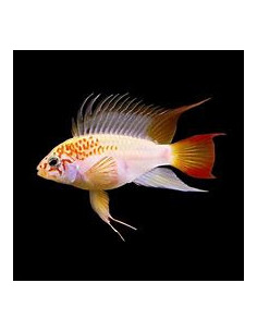 APISTOGRAMMA VIEJITA GOLD
