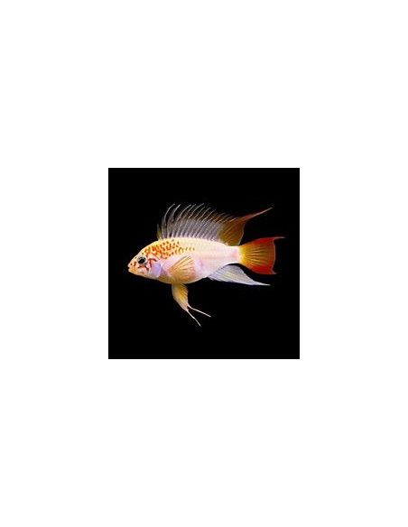 APISTOGRAMMA VIEJITA GOLD