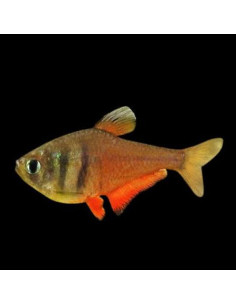 HYPHESSOBRYCON FLAMMEUS ORANGE | Récif Alpes