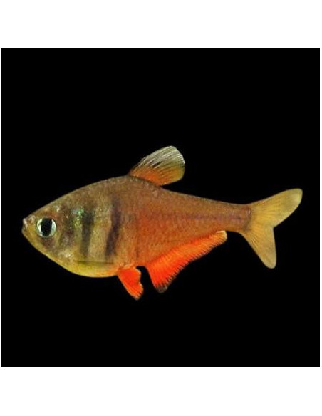 HYPHESSOBRYCON FLAMMEUS ORANGE | Récif Alpes