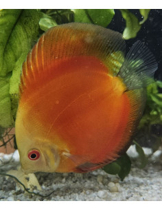 SYMPHYSODON DISCUS | Récif Alpes