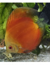 SYMPHYSODON DISCUS | Récif Alpes
