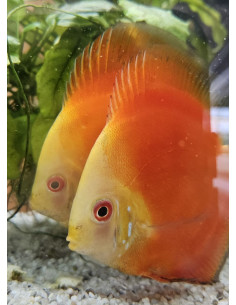 SYMPHYSODON DISCUS | Récif Alpes