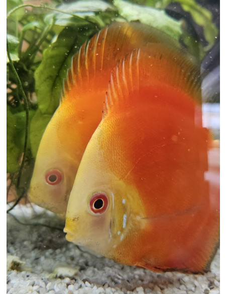 SYMPHYSODON DISCUS | Récif Alpes