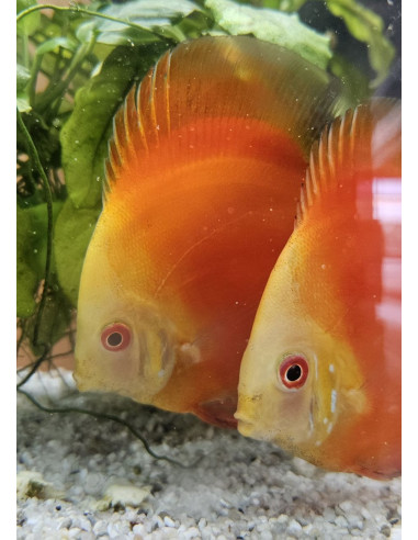 SYMPHYSODON DISCUS | Récif Alpes
