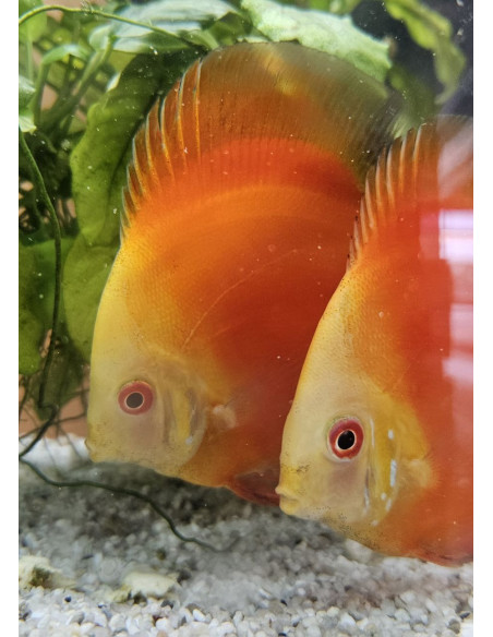SYMPHYSODON DISCUS | Récif Alpes