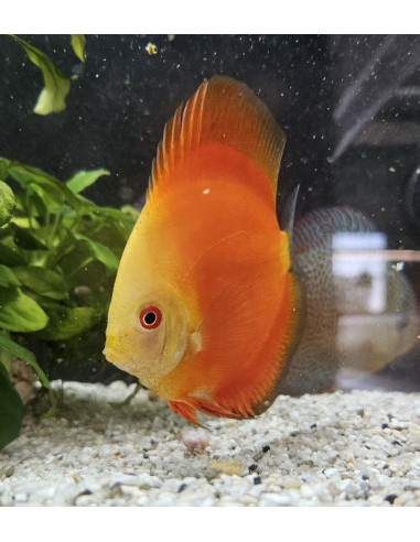SYMPHYSODON DISCUS | Récif Alpes