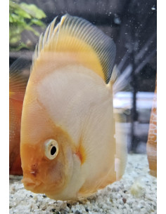 SYMPHYSODON DISCUS | Récif Alpes