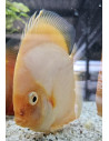 SYMPHYSODON DISCUS | Récif Alpes