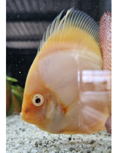 SYMPHYSODON DISCUS | Récif Alpes