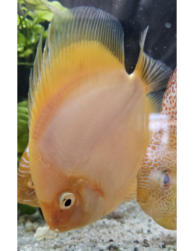 SYMPHYSODON DISCUS | Récif Alpes