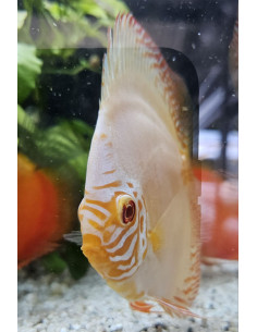 SYMPHYSODON DISCUS | Récif Alpes